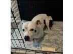 Adopt Piper a White - with Black American Pit Bull Terrier / Mixed dog in
