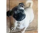 Adopt Blair a White - with Tan, Yellow or Fawn Pug / Mixed dog in San Diego