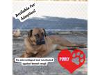 Adopt Pinky a Tan/Yellow/Fawn Mixed Breed (Large) / German Shepherd Dog / Mixed