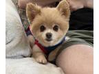 Adopt Precious a Red/Golden/Orange/Chestnut Pomeranian / Mixed dog in Naples