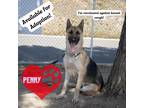 Adopt Penny a Black - with Tan, Yellow or Fawn German Shepherd Dog / Mixed dog
