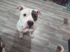 Adopt Lola a White - with Gray or Silver American Pit Bull Terrier / Mixed dog