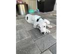 Adopt Ruby a Tricolor (Tan/Brown & Black & White) Dogo Argentino / Mixed dog in