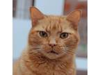 Adopt Flannigan a Orange or Red Domestic Shorthair / Domestic Shorthair / Mixed