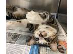 Adopt Chester a Brown Tabby Domestic Shorthair / Mixed Breed (Medium) / Mixed
