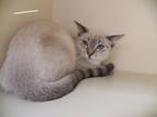 Adopt Jasmine a Cream or Ivory Siamese / Domestic Shorthair / Mixed cat in Port