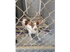 Adopt Izzy a White Rat Terrier / Mixed dog in Franklinton, LA (41430646)