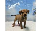 Adopt Selma a Brown/Chocolate Shepherd (Unknown Type) / Hound (Unknown Type) /