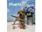 Adopt Phoenix a Brown/Chocolate Shepherd (Unknown Type) / Hound (Unknown Type) /