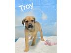 Adopt Troy a Tan/Yellow/Fawn Shepherd (Unknown Type) / Hound (Unknown Type) /