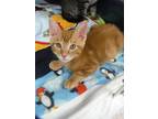Adopt Clover a Orange or Red Domestic Shorthair / Mixed Breed (Medium) / Mixed