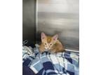Adopt River a Orange or Red Domestic Shorthair / Mixed Breed (Medium) / Mixed