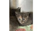 Adopt Angel a Gray or Blue Domestic Shorthair / Domestic Shorthair / Mixed