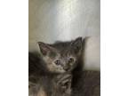 Adopt Diana a Gray or Blue Domestic Shorthair / Domestic Shorthair / Mixed