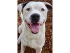 Adopt TRUMAN a White Mixed Breed (Large) / Mixed dog in Fernandina Beach