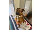 Adopt Lux a Black German Shepherd Dog / Mixed dog in Norfolk, VA (41430918)