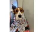 Adopt Bella a White Foxhound / Mixed Breed (Medium) / Mixed (short coat) dog in