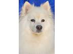 Adopt Ace a White American Eskimo Dog / Mixed dog in Cuba, NY (41391346)