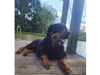 Adopt Rocky Conklin a Black - with Tan, Yellow or Fawn Rottweiler / Mixed dog in