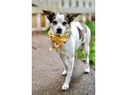 Adopt Zuri a Terrier (Unknown Type, Medium) / Mixed dog in greenville