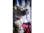 Adopt Jane a Gray/Blue/Silver/Salt & Pepper American Pit Bull Terrier / Mixed