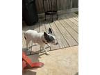 Adopt Lucy a White - with Black Rat Terrier / Mixed dog in Sugar Land