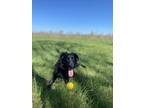 Adopt River a Black Labrador Retriever / Border Collie / Mixed dog in Lexington