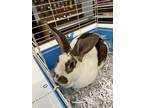 Adopt Bubble Tea a White Other/Unknown / Mixed rabbit in Baton Rouge