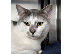 Adopt Dumpling a White Domestic Shorthair / Domestic Shorthair / Mixed cat in