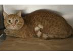 Adopt 84811 Creamsicle a Orange or Red Domestic Shorthair / Domestic Shorthair /