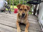 Adopt Harley a Tan/Yellow/Fawn Chow Chow / Carolina Dog / Mixed (short coat) dog
