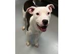 Adopt Bella a Pit Bull Terrier / Mixed dog in Topeka, KS (41430849)