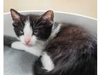 Adopt Whoopi a Black & White or Tuxedo Domestic Shorthair (short coat) cat in