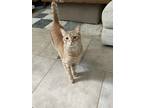 Adopt Meiko a Orange or Red Tabby Tabby / Mixed (short coat) cat in Slidell