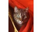 Adopt Nala a Gray, Blue or Silver Tabby Tabby / Mixed (short coat) cat in