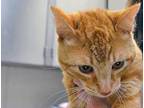 Adopt a Orange or Red Domestic Shorthair cat in Wildomar, CA (41430784)