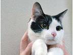 Adopt a White Domestic Shorthair cat in Wildomar, CA (41430783)