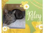 Adopt Riley a Brown Tabby Domestic Shorthair / Mixed cat in Hamilton