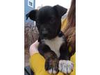 Adopt Berry a Black - with White Labrador Retriever / Border Collie / Mixed dog