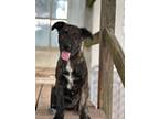 Adopt Angel a Brindle Dutch Shepherd / Mixed dog in Thornton, TX (41430777)