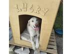Adopt Lucky a White Labrador Retriever / Great Dane / Mixed dog in Glendale