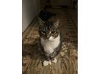 Adopt Zombie a Brown Tabby American Shorthair / Mixed (medium coat) cat in