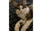 Adopt Penelope a Brown Tabby Domestic Longhair / Mixed (medium coat) cat in
