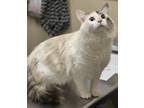 Adopt Anastasia a White Domestic Mediumhair / Domestic Shorthair / Mixed cat in