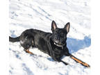 Adopt Sweet Pepper a Black German Shepherd Dog / Mixed Breed (Medium) / Mixed