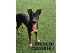 Adopt Spencer -Stray a Black Shepherd (Unknown Type) / Mixed dog in Wilkes