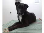 Adopt Asa a Black Mixed Breed (Medium) / Mixed dog in Farmington, NM (41347945)