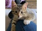 Adopt Endeavor a Brown or Chocolate Domestic Shorthair / Domestic Shorthair /