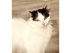 Adopt Mona Lisa a White Domestic Longhair / Domestic Shorthair / Mixed cat in