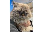 Adopt Norman a Gray or Blue Munchkin / Domestic Shorthair / Mixed cat in E.